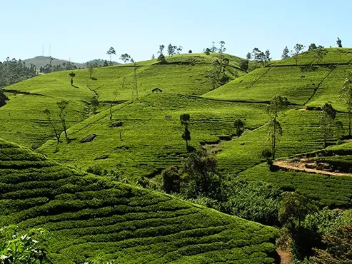Sri Lanka Discovery