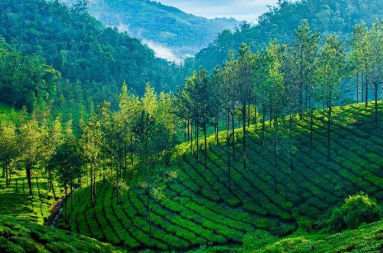 Kerala – a tropical paradise