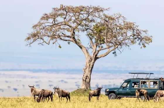 An Exciting Kenya Safari Including Amboseli Park