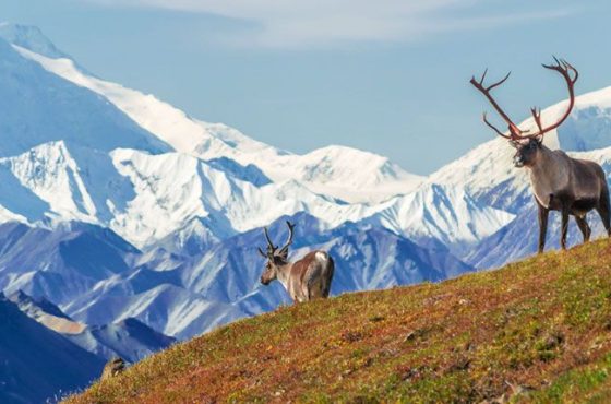 Alaska Wilderness Escape