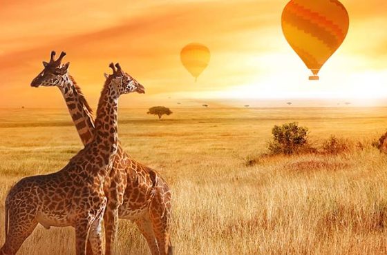 A Wild Safari in Kenya – 4 Nights / 5 Days