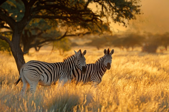 Explore South Africa: Cape Town, Sun City & Johannesburg Escape