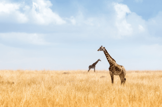 Magical Kenya Safari Escape