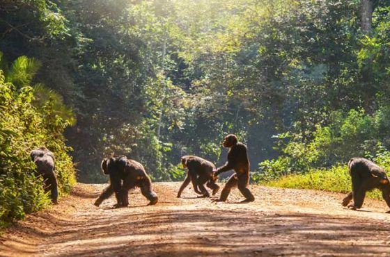 Uganda & Rwanda Home of the Silverbacks
