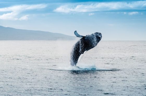 Iceland – Land of Whales, Glaciers & Northern Lights