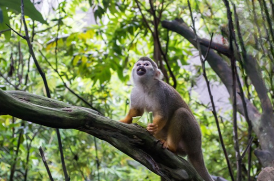 Fun-Filled Singapore Escape