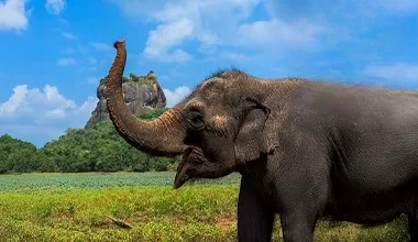 Discover the Beauty of Sri Lanka