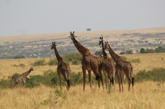 Kenya Wildlife Safari Adventure